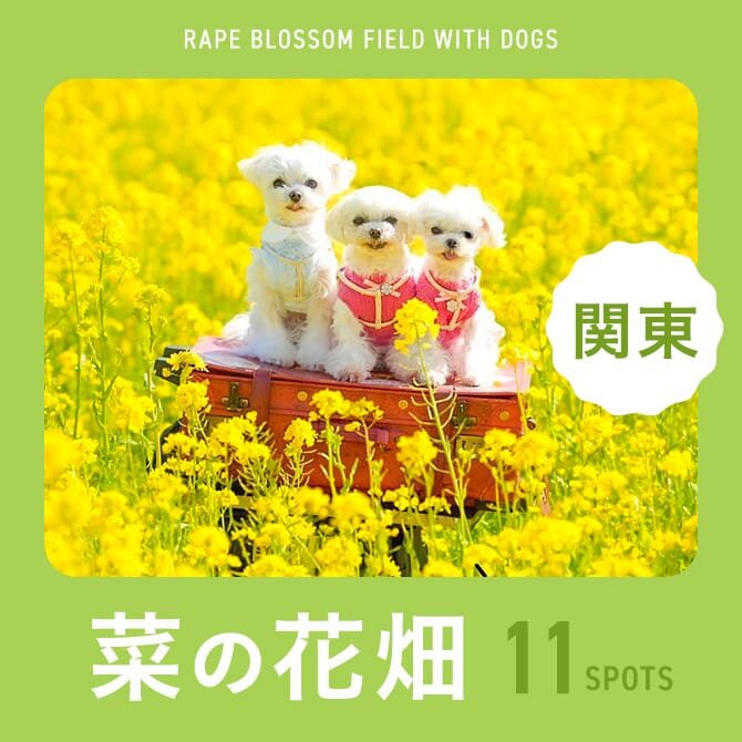【関東11選】犬と行ける菜の花畑