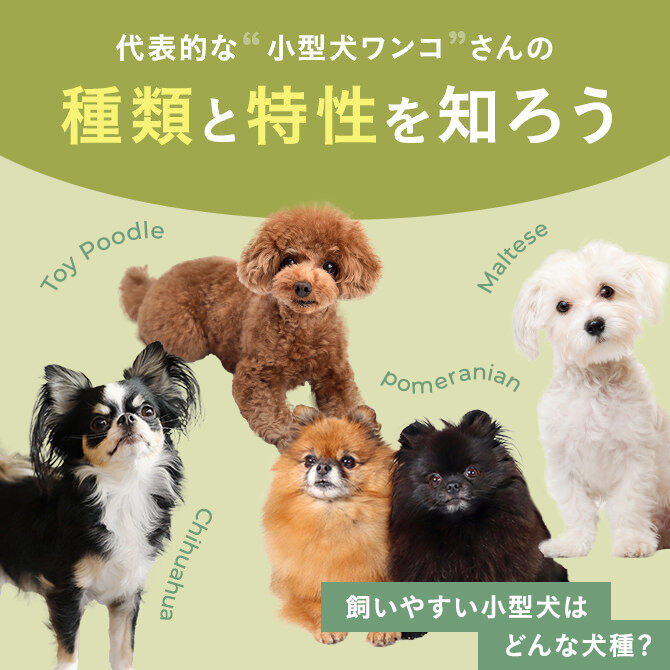 【小型犬の種類】飼いやすい小型犬はどんな犬種？