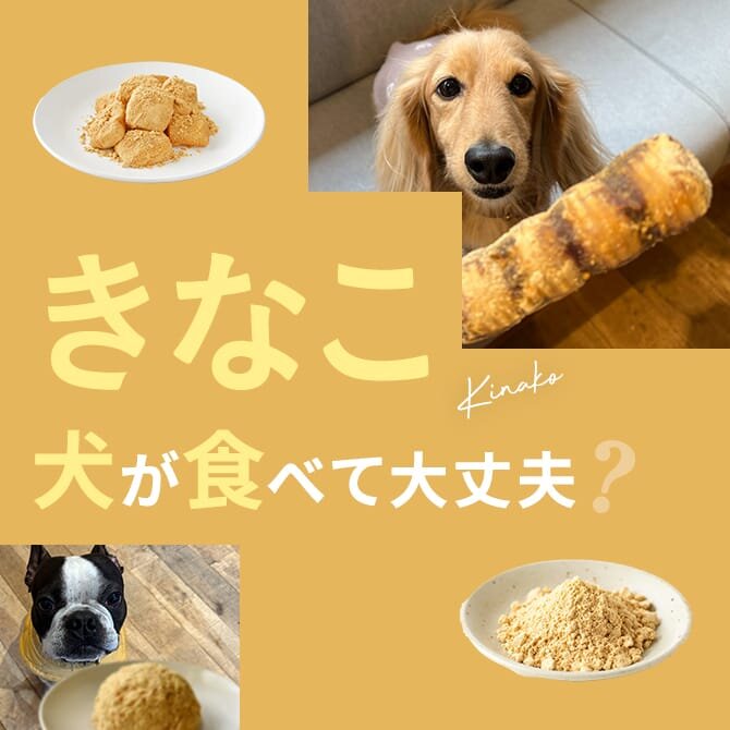 犬はきなこを食べても大丈夫？｜犬にきなこは与えていい？食べてはいけない？