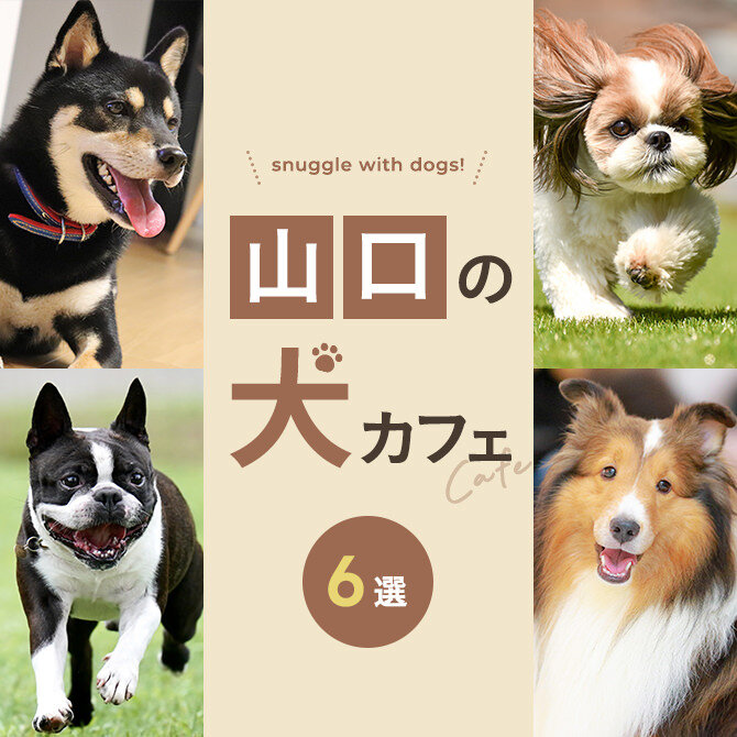 【山口の犬と触れ合える場所6選】犬カフェなど山口で犬と触れ合える場所