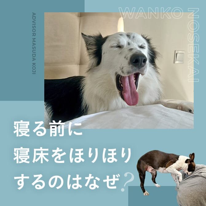 犬が寝る前にする行動｜寝床を掘ったり走り回るのはどうして？