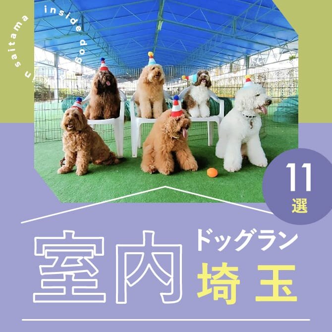 【埼玉の室内ドッグラン11選】猛暑の日も遊べる人気の埼玉室内ドッグラン｜2024年最新