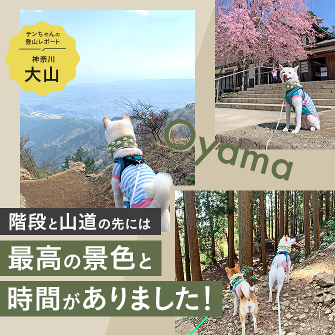 【犬と登山 神奈川・大山編】桜咲く大山へ。テンちゃん登山レポート