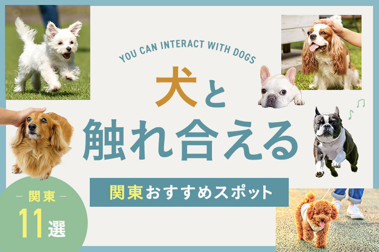 犬と触れ合えるほかのペット 安い