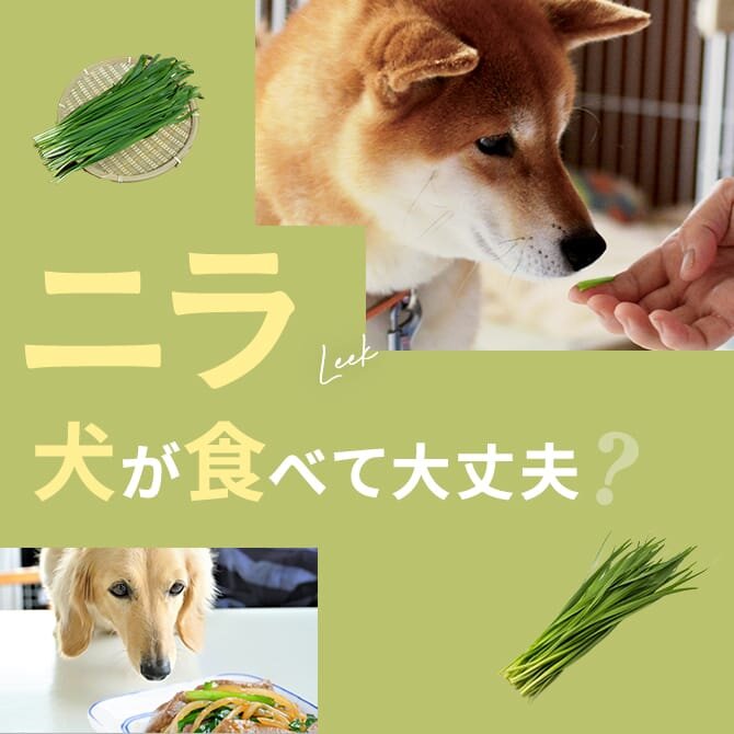 犬はニラを食べても大丈夫？｜犬にニラは与えていい？食べてはいけない？