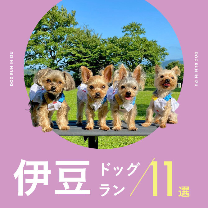 【伊豆ドッグラン】カフェ併設や無料のドッグラン11選