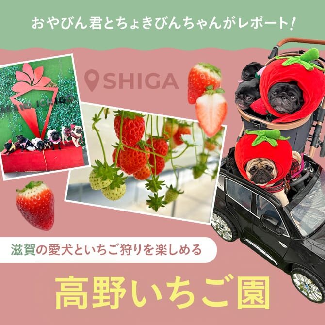 【滋賀の愛犬といちご狩り】高野いちご園レポート