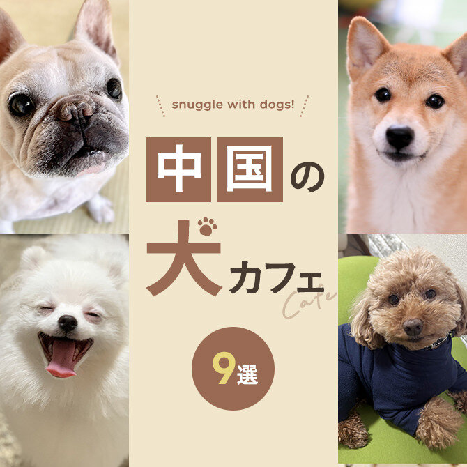 【中国地方の犬と触れ合える場所9選】犬カフェなど中国地方で犬と触れ合える場所