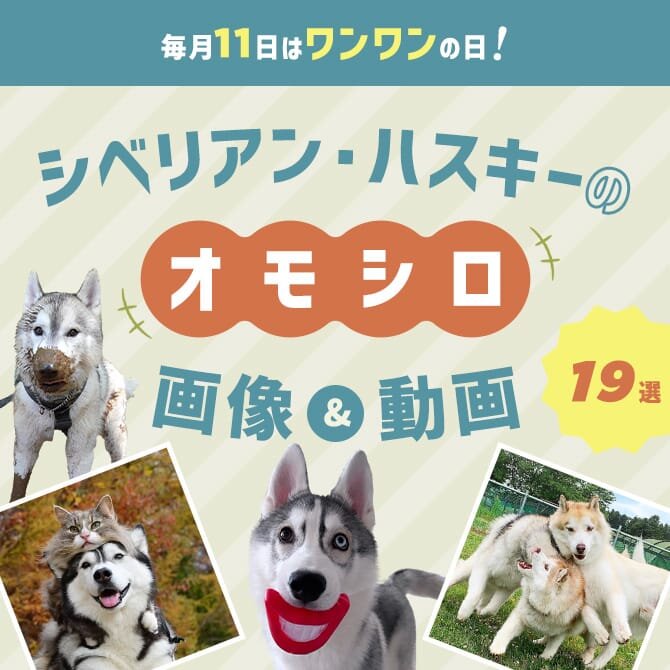 【ハスキーのおもしろ画像19選】シベリアン・ハスキーの可愛くて面白い画像で癒されよう！
