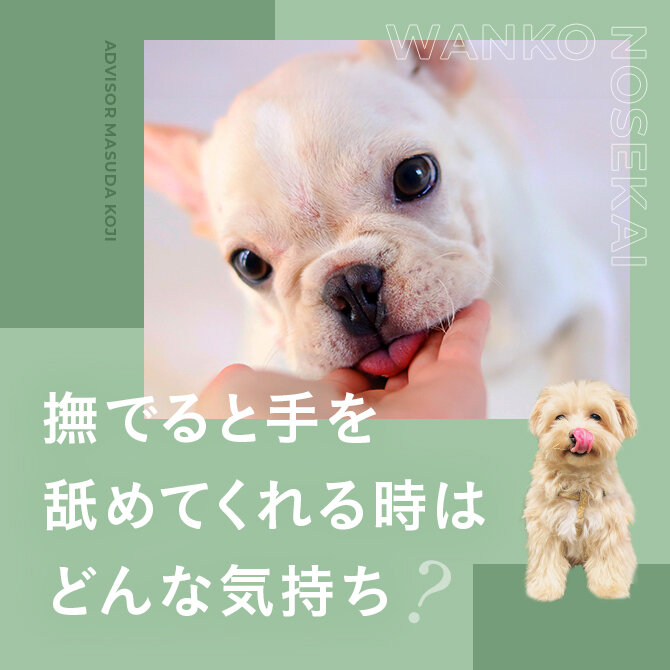 犬が飼い主を舐める理由｜舐める場所によって気持ちが違う？犬が犬を舐めるのはどうして？