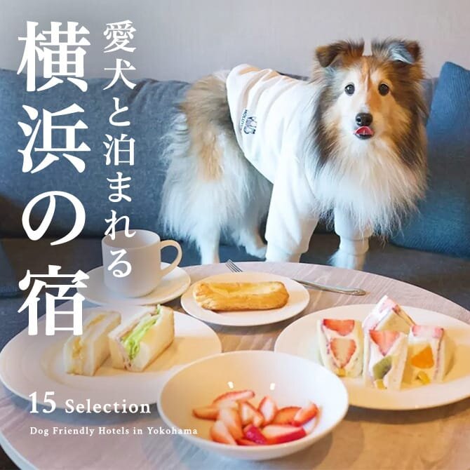 横浜の犬と泊まれるホテル｜横浜のペットOKのホテル・宿