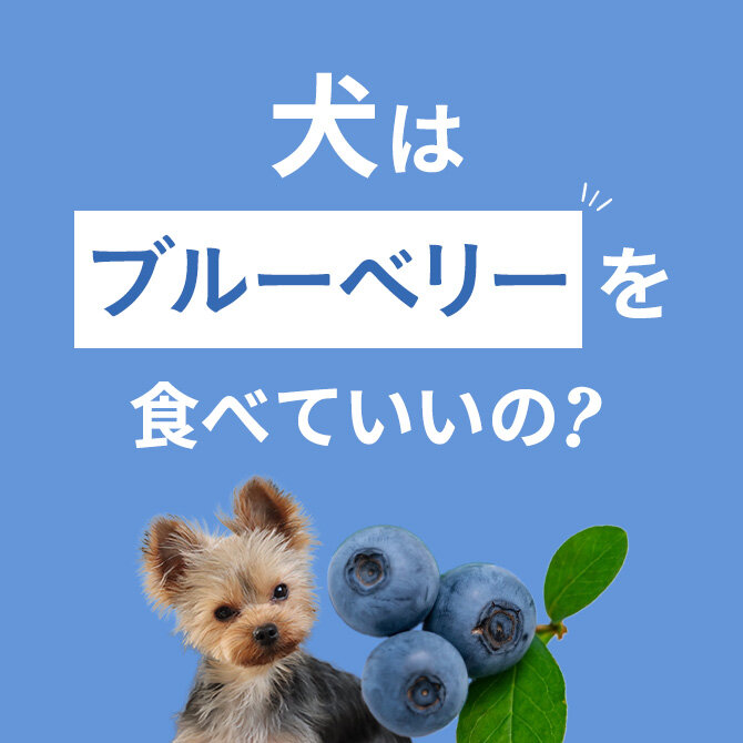 犬はブルーベリーを食べても大丈夫！正しい与え方と注意点【獣医師監修】