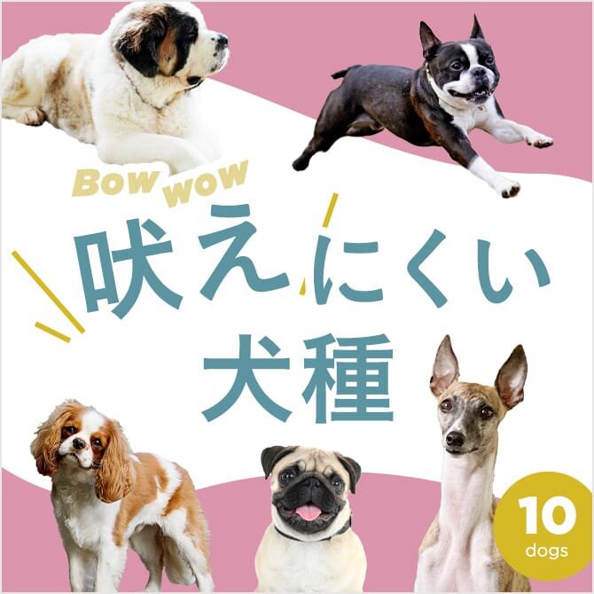 【吠えない犬種・吠えにくい犬種】大型犬の吠えない犬種・小型犬の吠えない犬種は？