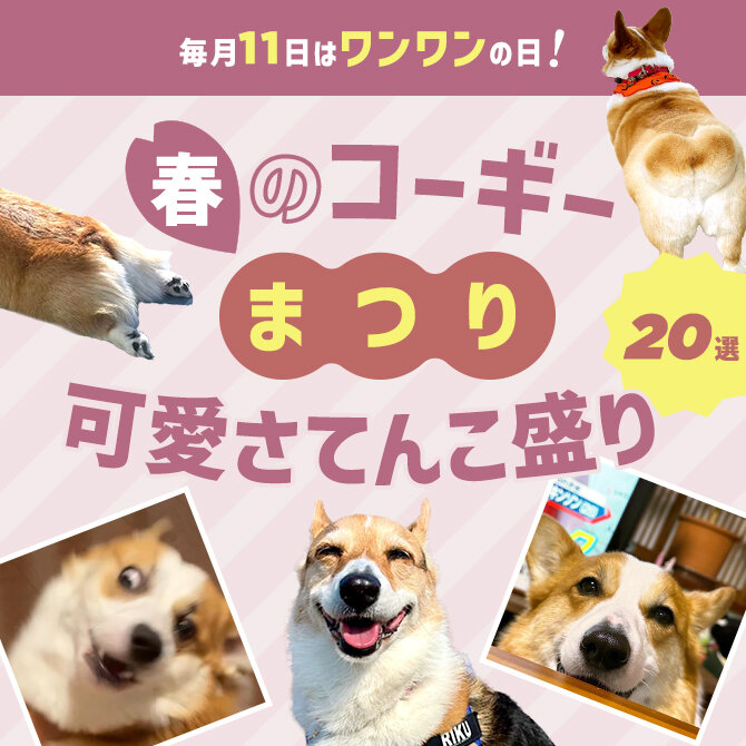 【コーギーの可愛い癒し画像20選】春のコーギー祭り！コーギーの可愛さてんこ盛り！