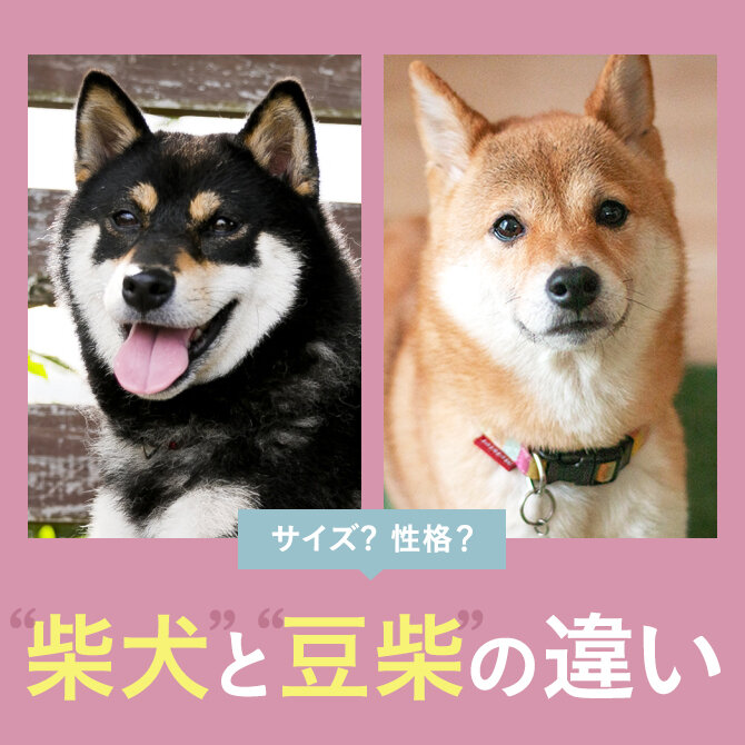 【柴犬と豆柴の違い】柴犬と豆柴の飼いやすさや性格、特徴の違いを解説！