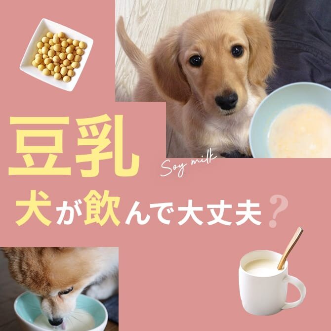 犬は豆乳を飲んでも大丈夫？｜犬に豆乳は与えていい？与えてはいけない？