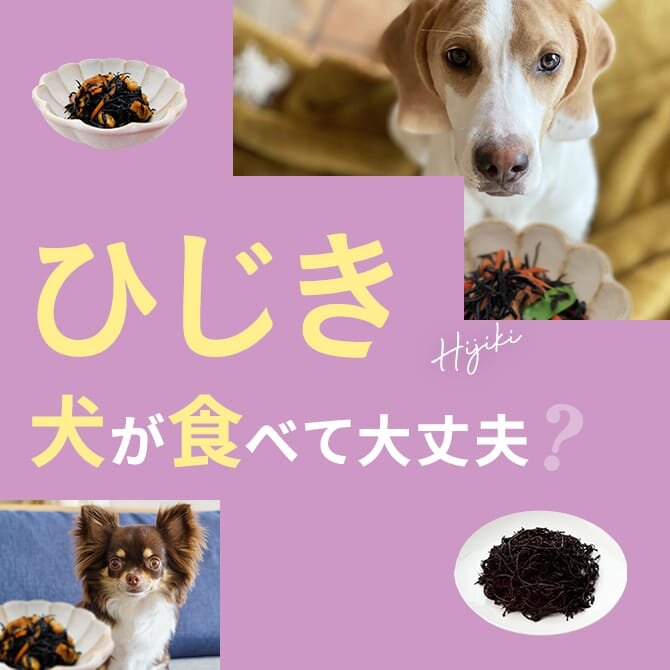 犬はひじきを食べても大丈夫？｜犬にひじきは与えていい？食べてはいけない？