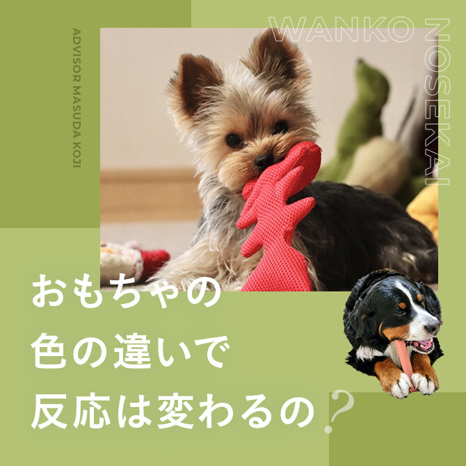犬とおもちゃ｜特定のおもちゃで遊ぶのはなぜ？老犬になるとおもちゃで遊ばなくなる？