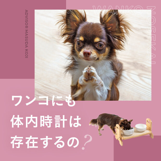 犬の体内時計｜犬はどのくらい時間を理解している？認知症の犬に飼い主さんがしてあげられることは？
