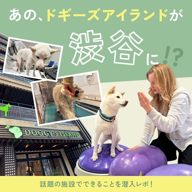 【ドギーズアイランド 渋谷松濤】都市型ペットケア複合施設へゆく！ワンコのフィットネス体験をレポ！