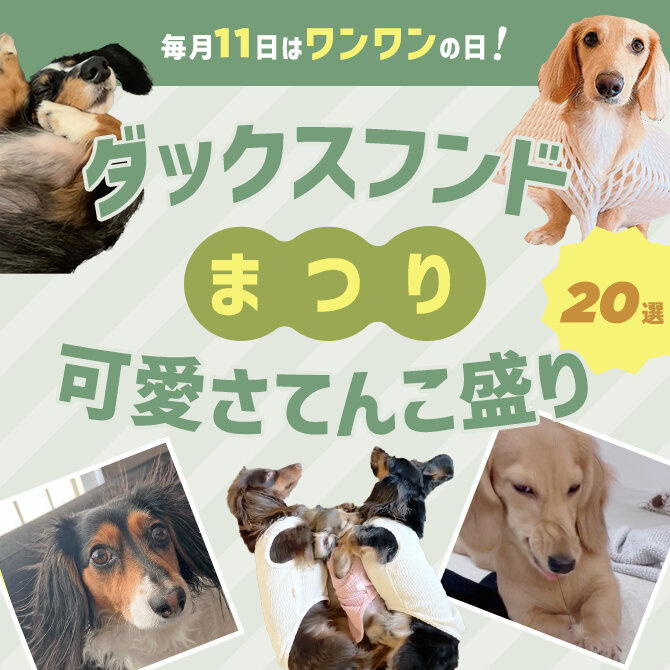 【ダックスのおもしろ可愛い画像20選】ダックスフンドの可愛くて面白い画像で癒されよう！