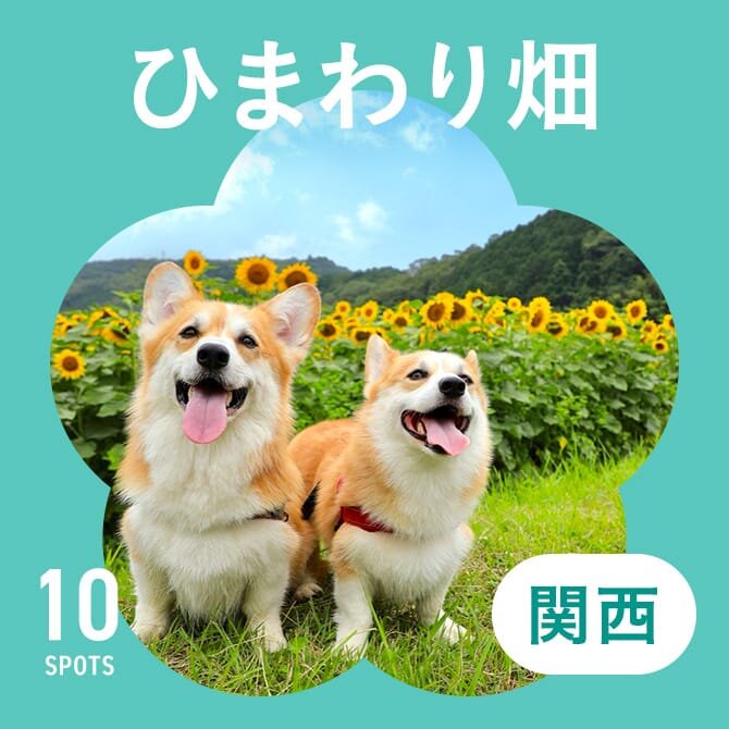 【関西のひまわり畑10選】犬と行けるおすすめひまわりスポット