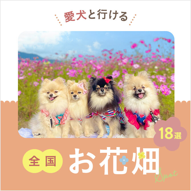 【愛犬と行けるおでかけスポット】全国のお花畑18選