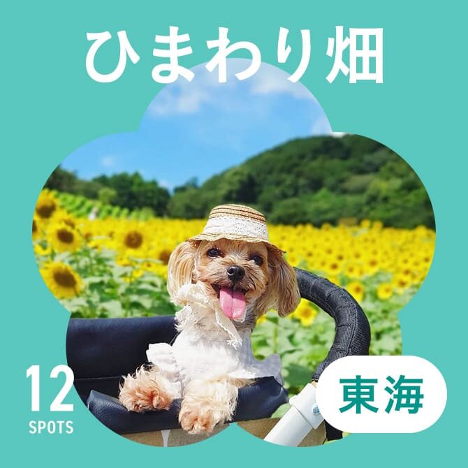 【東海のひまわり畑12選】犬と行けるおすすめひまわりスポット