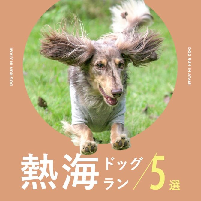 【熱海ドッグラン】カフェ併設や無料のドッグラン5選