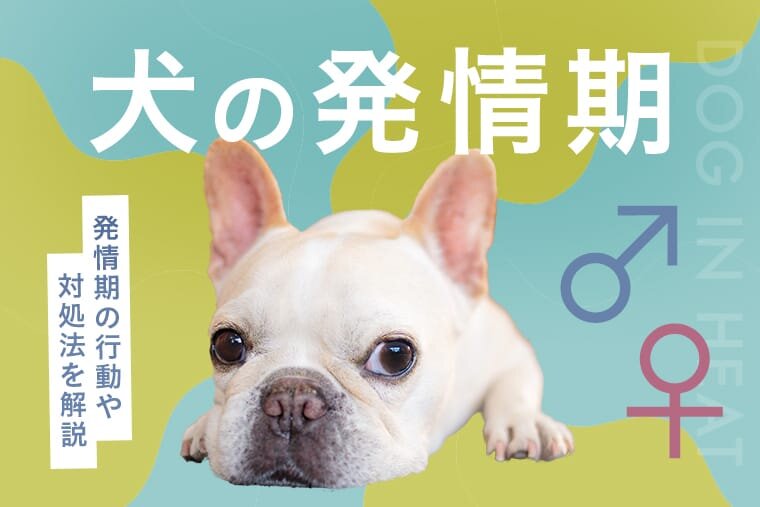 犬の発情期はいつから？】オスとメスの発情期の行動や対処法、犬の赤チンについても解説。