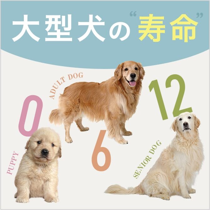 【大型犬の寿命】大型犬の平均寿命は小型犬より短い？その理由とは？