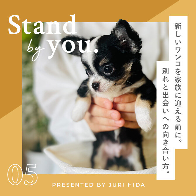 愛犬との別れの後、新しい犬を家族に迎えるかどうかの選択とタイミング。愛犬の別れと出会いと向き合う
