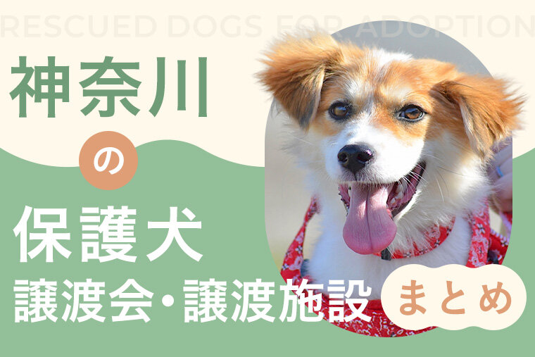 【神奈川県の保護犬里親情報】神奈川県の保護犬譲渡施設・譲渡会情報