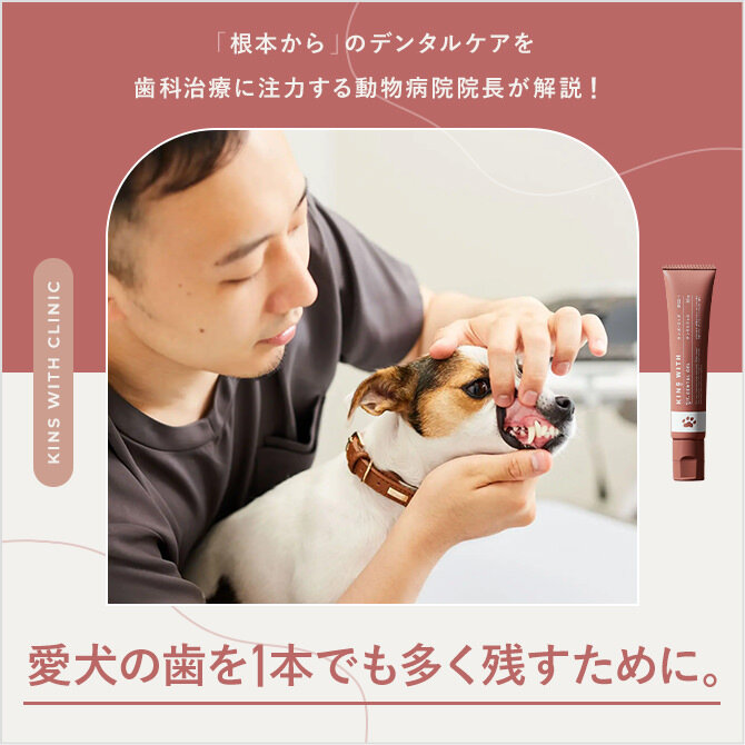 【菌で愛犬の歯周病ケア】歯周病から犬の歯を守るデンタルケアをKINS WITH動物病院 岡田先生が解説！