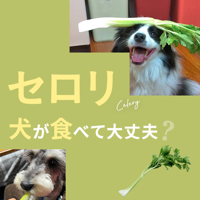 犬はセロリを食べても大丈夫？｜犬にセロリは与えていい？食べてはいけない？