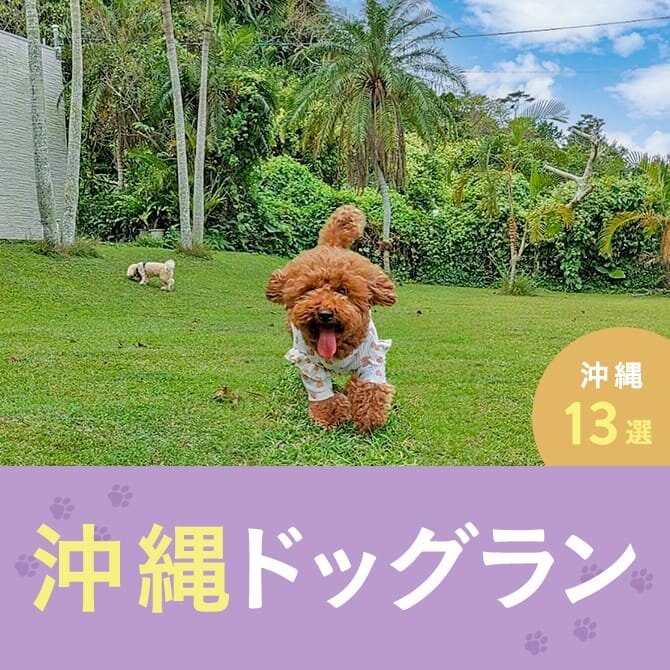 【沖縄のおすすめドッグラン13選】無料や室内ドッグラン特集