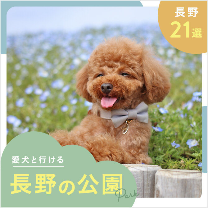 【長野の犬と行ける公園21選】ドッグランのある公園やおでかけにおすすめな公園