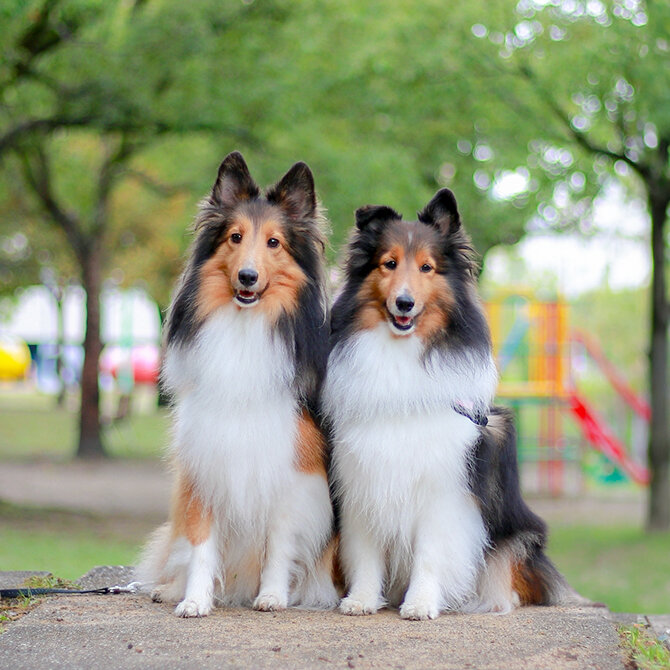 【宮城・仙台の犬と行ける公園21選】ドッグランのある公園やおでかけにおすすめな公園