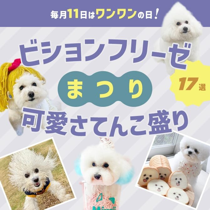 【ビションのおもしろ可愛い画像17選】ビションあるある？ビションフリーゼの面白くて可愛い画像