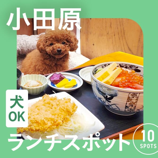 【小田原の犬連れでランチができるカフェ10選】ペット可・店内犬同伴OKカフェ一覧