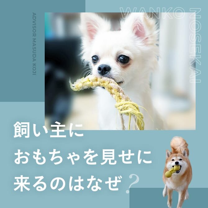 犬とおもちゃ｜他人のおもちゃで遊びたがるのはどうして？おもちゃを特定の場所に集める理由とは？