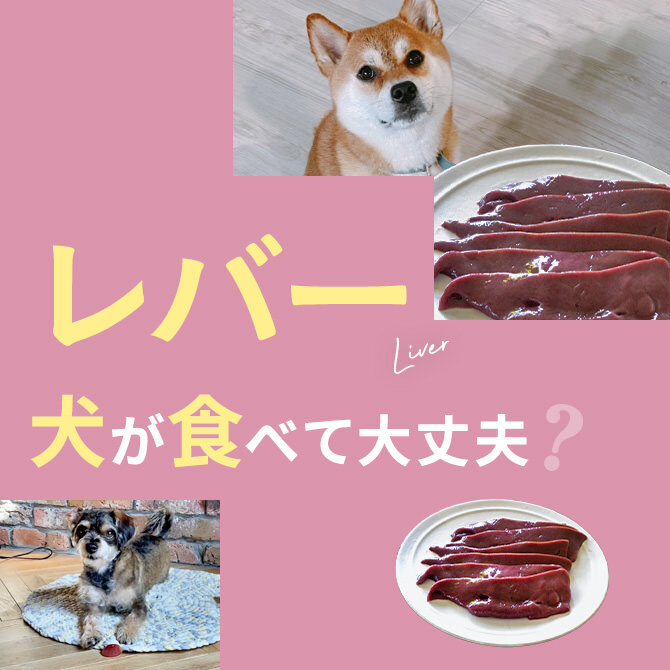 犬はレバーを食べても大丈夫？｜犬にレバーは与えていい？食べてはいけない？