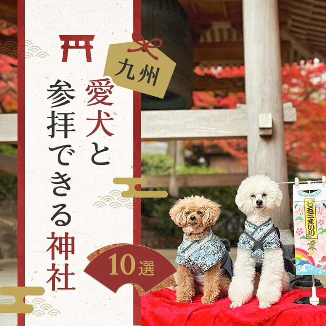 【愛犬と初詣】九州の犬同伴で参拝可能な神社とお寺