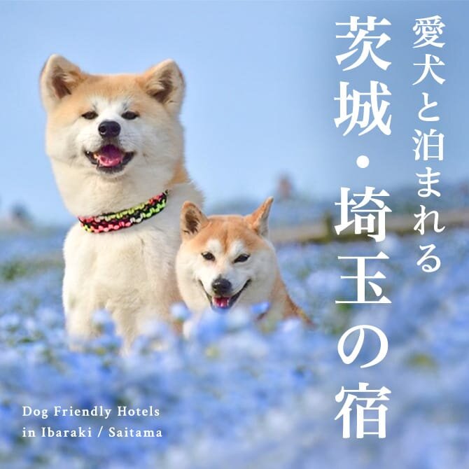 【茨城・埼玉の犬と泊まれる宿】 茨城・埼玉で人気のペットと泊まれる宿｜2023年版