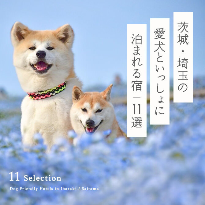 【茨城・埼玉の犬と泊まれる宿11選】 茨城・埼玉で人気のペットと泊まれる宿｜2023年版