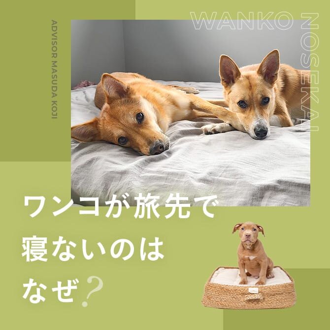 犬のお泊まり問題行動｜旅先のホテルで寝ない、車でソワソワ、お泊まりはストレスなの？