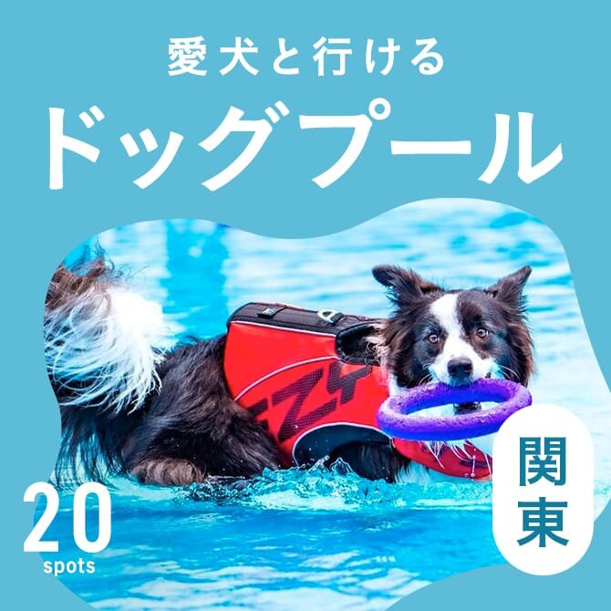 【犬用プール20選】関東近郊のドッグプール・愛犬と水遊びできる犬用プールがある施設まとめ