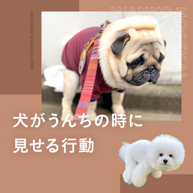 犬がうんちをする時に見せる不思議行動｜どうしてうんちの時、飼い主さんを見つめるの？