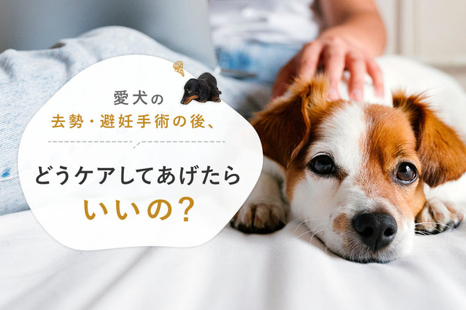 【犬の去勢・避妊】愛犬の去勢・避妊手術の後はどう過ごしたらいい？