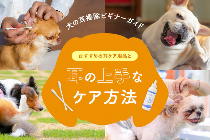 犬の耳掃除ビギナーガイド｜おすすめの犬の耳ケア用品と犬の耳の上手なケア方法